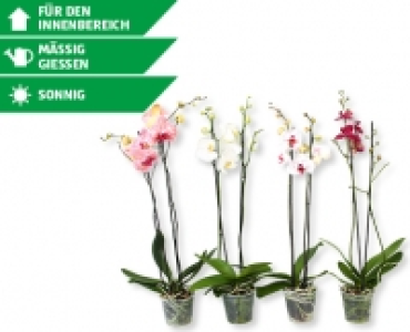 Phalaenopsis XL CHF 14.99
