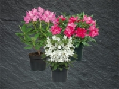 Rhododendron-Mix (ab 3.3.)