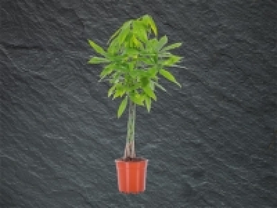 Pachira aquatica (ab 3.3.)