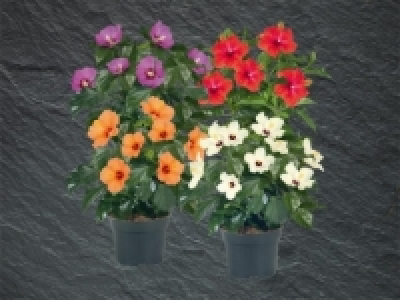 Hibiskus (ab 3.3.)