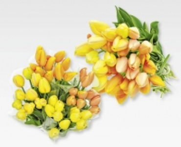 Französische Tulpen CHF 9.99