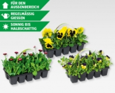 Beetpflanzen Fruhlingsmix CHF 1.99