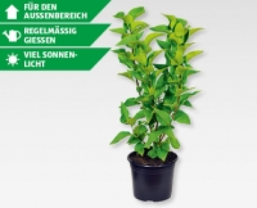 GARDENLINE&reg; Gartenflieder (Syringa vulgaris)