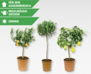 Mediterrane St&auml;mmchen CHF&nbsp;24.90