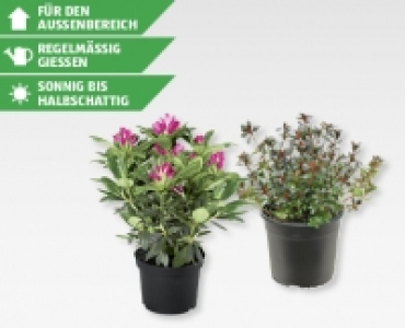 Rhododendron/Azaleen CHF 7.99
