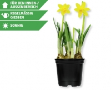 Narzissen T&ecirc;te &agrave; t&ecirc;te CHF&nbsp;1.29