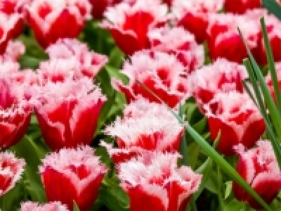 Tulpen gefranst (ab 17.3.)