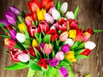 Tulpen gemischt (ab 17.3.)