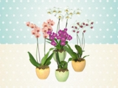 Phalaenopsis 2 Stieler im Keramikei (ab 21.3.)
