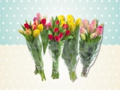 Tulpen (täglich)