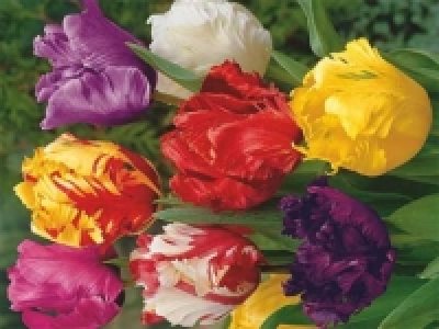 Tulpen Papageien (ab 17.3.)