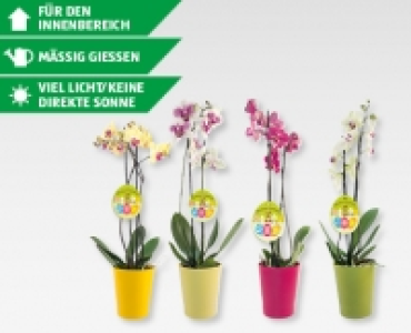 Phalaenopsis CHF 9.99