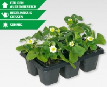 GARDENLINE&reg; Erdbeerpflanzen