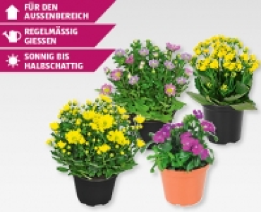 Saisonflor Fruhlingserwachen