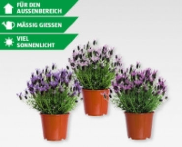 GARDENLINE® Schopflavendel (Lavandula stoechas)