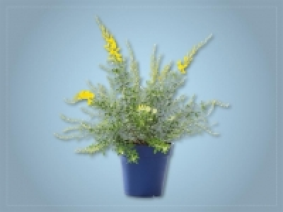 Cytisus racemosus (ab 31.3.)
