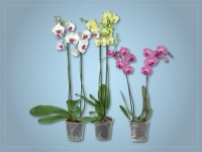 Phalaenopsis 2 Stieler (ab 31.3.)