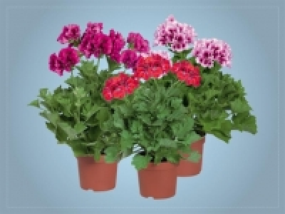 Pelargonium grandiflorum (ab 31.3.)