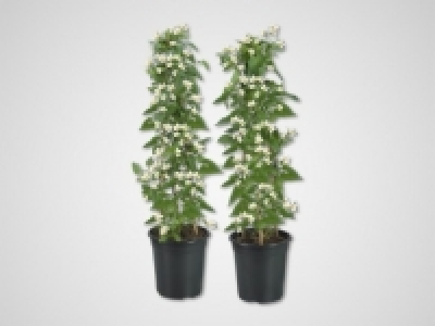 Jasmin Solanum Säule (ab 7.4.)