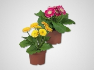 Gerbera (ab 11.4)