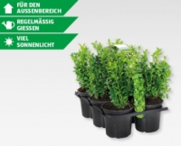 Aldi Suisse  GARDENLINE® Buxus