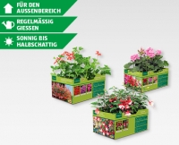 Aldi Suisse  GARDENLINE® Beet-/Balkonpflanzen
