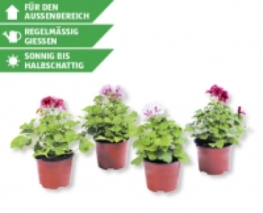 Pelargonium grandiflorum CHF 2.49
