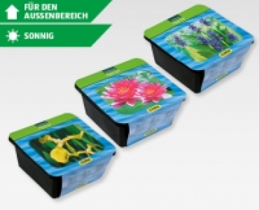 Teichpflanzen-Set