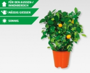 Calamondin