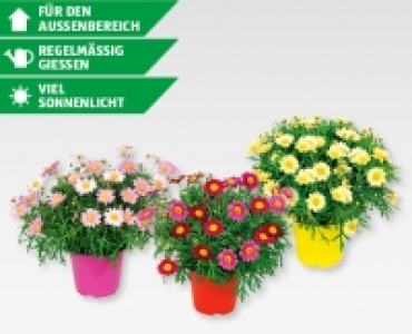 GARDENLINE® Margeriten-Busch