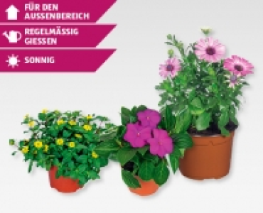 Saisonflor Gartenzeit