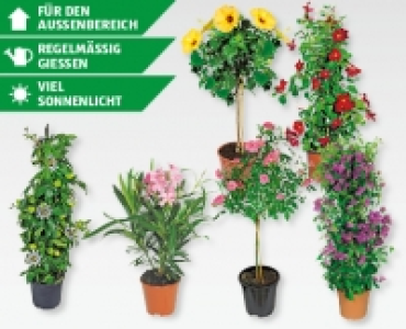 Balkon-/Terrassenpflanzen