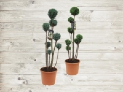 Ellwoodi Kugeln (ab 21.4.) CHF 39.90