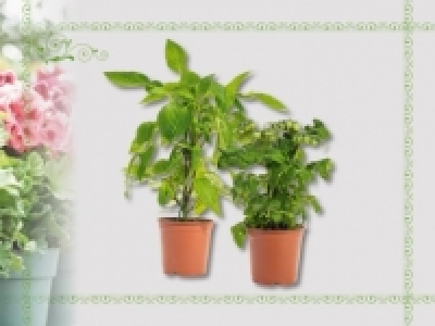 Balkongem&uuml;se (ab 14.4.)