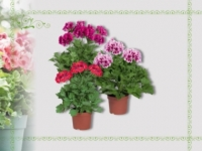 Pelargonium grandiflorum (ab 18.4.)