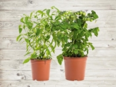 Balkongemüse (ab 21.4.) CHF 7.99