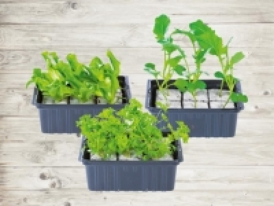 Gemüsesetzlinge (ab 21.4.) CHF 1.49