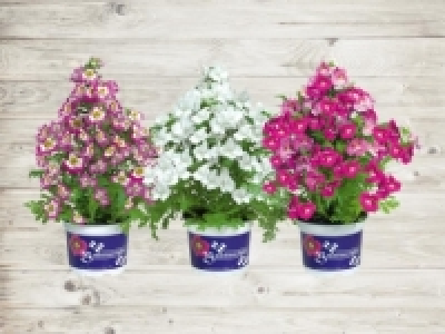 Bauernorchideen (ab 21.4.) CHF 3.99