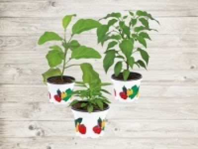 Gemüsepflanzen (ab 21.4.) CHF 1.99