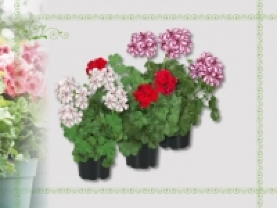 Geranien h&auml;ngend (ab 14.4.)