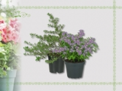 Fr&uuml;hbl&uuml;tenmix (ab 14.4.)