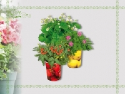 Fruchtpflanzen im Becher (ab 18.4.)