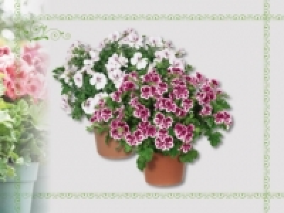 Pelargonium &laquo;Angeleyes&raquo; (ab 14.4.)