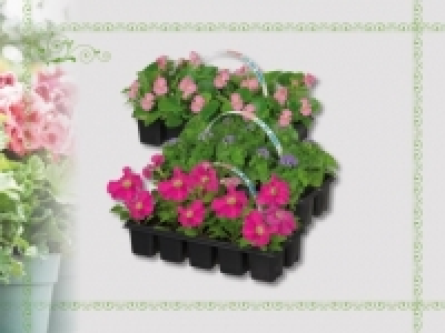 Beetpflanzenmix (ab 14.4.)