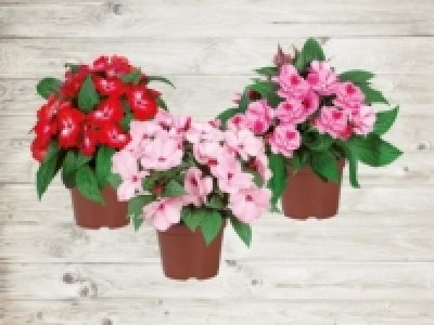 Impatiens (ab 21.4.)