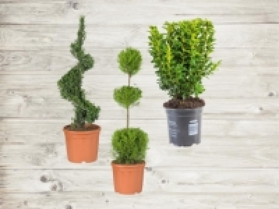 Buxus Figuren Mix (ab 21.4.)
