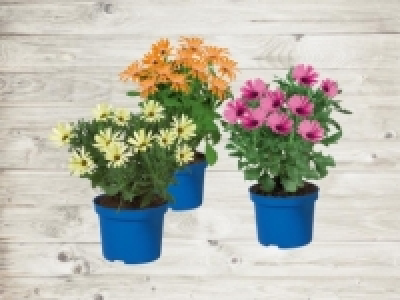 Osteospermum (ab 21.4.)