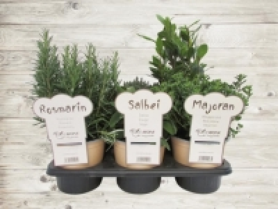 Aroma Herbs Kräuter (ab 21.4.)