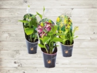 Gartenorchideen (ab 21.4.)