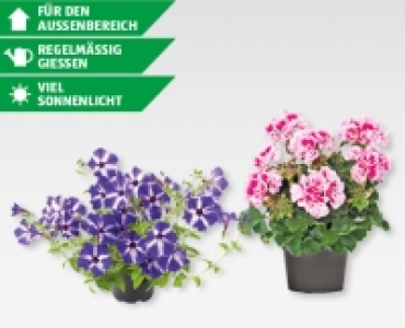 GARDENLINE® Pelargonien/Petunien